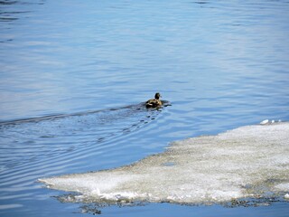 ducks in the water of spring river