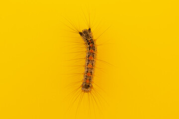 Caterpillar on a yellow background. Close-up. Pest.