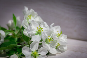 Apple tree flowers on a white table.