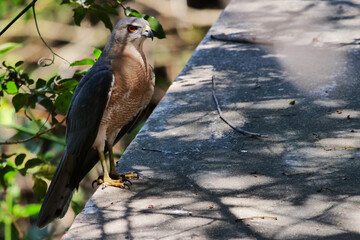 Birds in their habitat merging with nature and affected by human habitat