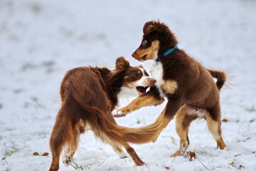 Two dogs playing together wat winter park