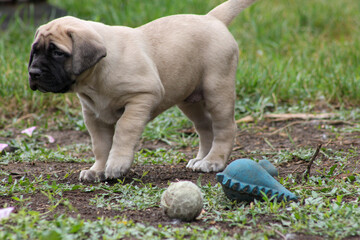 Puppy walking in grass near dog toy