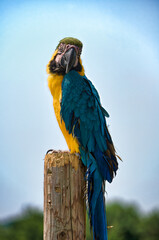 Blue Macaw perched on a wooden pole at Animal Adventure in Harupusville, NY.