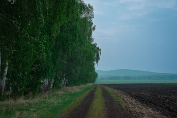 The road through the green forest and field in the evening.