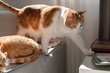 brown and white cat with yellow eyes walking on the sofa under the light of the window