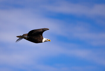 Bald Eagle in Flight