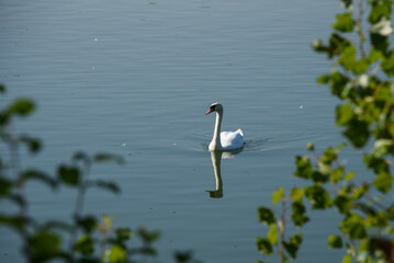 cygne à la Base de Loisirs du Val de Seine à l'ouest de Paris