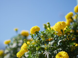 黄色のマリーゴールドと青空
