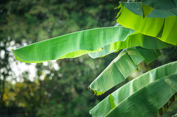 green banana leaves on nature background