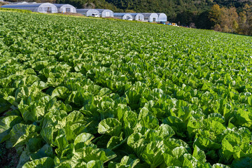 静岡県三島市　箱根西麓野菜の畑(白菜畑)