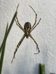 A tiger spider waiting for its prey
