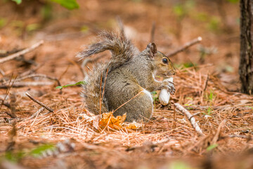 Squirrel eating a mushroom