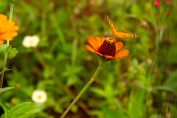 Uma borboleta em uma flor com folhas verdes desfocadas ao fundo.