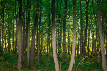Thin trees, green forest and the sun's rays shine through the forest.