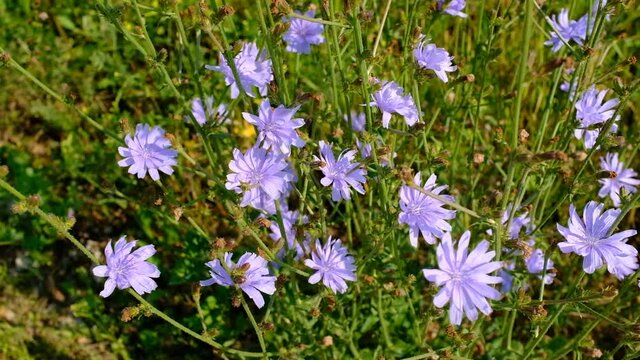 Flowers of wild chicory endive among meadow grass. Blooming chicory swaying in the wind. Wildflower grassland. Blue and Purple flowers. Blue flowers on natural background. High quality HD footage