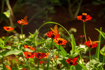 Obraz na płótnie Canvas Um jardim com várias flores e borboletas.