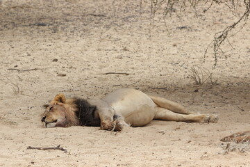 Male Lion in the Kgalagadi