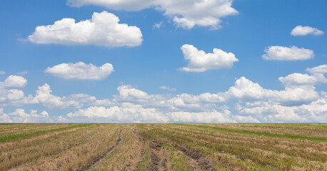 Obraz premium Panorama rice field after harvest with cloud