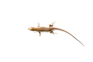 Brown lizard on white isolated background. 