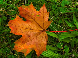 Isolated autumn leaf. A colorful maple leaf lying on the lawn. Dry leaf on a green background