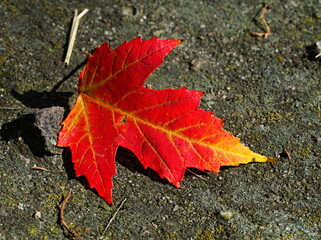 Isolated autumn leaf. Red leaf on the ground.