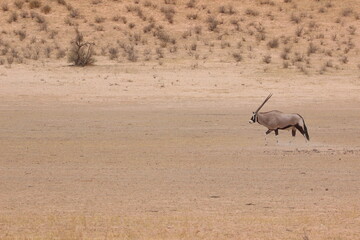 Gemsbok in the Kgalagadi
