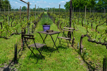 Dutch winery in North Brabant, young shoots of grape leaves on green vineyards in Netherlands