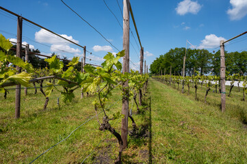 Fototapeta na wymiar Dutch winery in North Brabant, young shoots of grape leaves on green vineyards in Netherlands