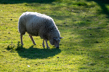 Obraz na płótnie Canvas Group of adult and young lambs grazing grenn grass on farm in Zeeland, Netherlands