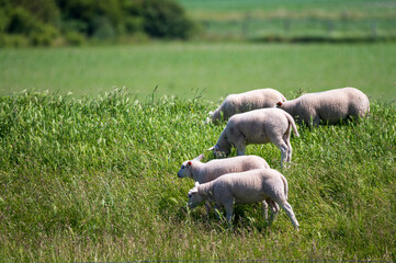 Animal collection, young and old sheeps grazing on green meadows on Schouwen-Duiveland, Zeeland,...