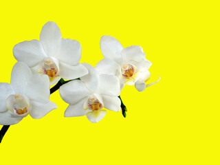Orchid Phalaenopsis in close up, isolated on a yellow background.
