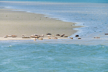 Fototapeta na wymiar Animal collection, group of big sea seals resting on sandy beach during low tide in Oosterschelde, Zeeland, Netherlands