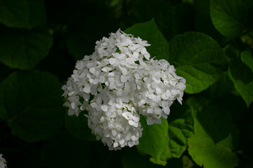 White hydrangea on a green background.
