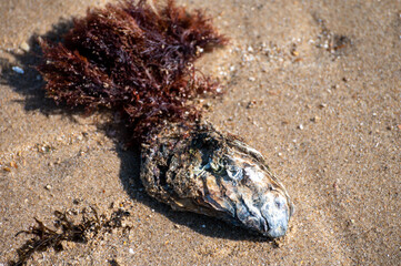 Wild creuse oyster on sandy beach at low tide, Zeeland, Netherlands