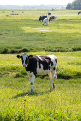 Black and white cow grazing green grass on polders of Zeeland, Netherlands