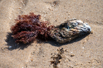 Wild creuse oyster on sandy beach at low tide, Zeeland, Netherlands