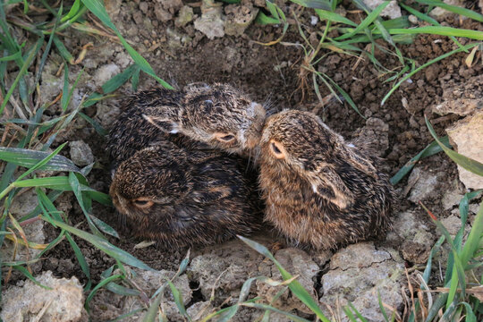 frisch geborene Feldhasen