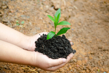 top view hand holding young tree on soil background for planting in garden
