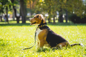 Portrait of cute beagle dog at the park.