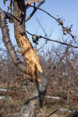 Cracked bark of apple trees. Fruit tree disease.