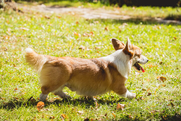 Portrait of cute welsh corgi dog at the park.