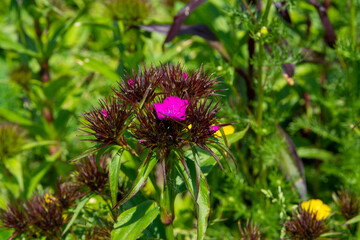 Dianthus barbatus or sweet William garden flowers in blossom