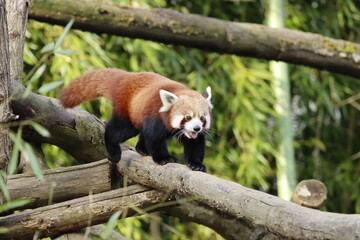 Fototapeta premium panda roux