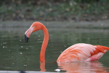 flamant rose