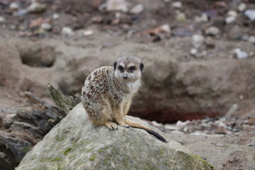 Fototapeta premium suricate