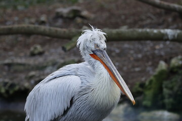 pelicans