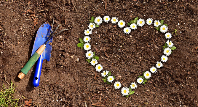 grass and dirt with heart shaped daisies