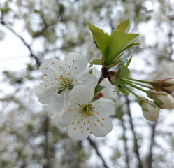 Beautiful cherry landscape. Floral spring abstract background of nature. Branches of blossoming cherry macro with soft focus.