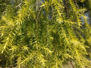 pine needles