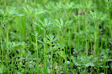 closeup the ripe green greek plant with small leaves growing in the farm over out of focus green brown background .